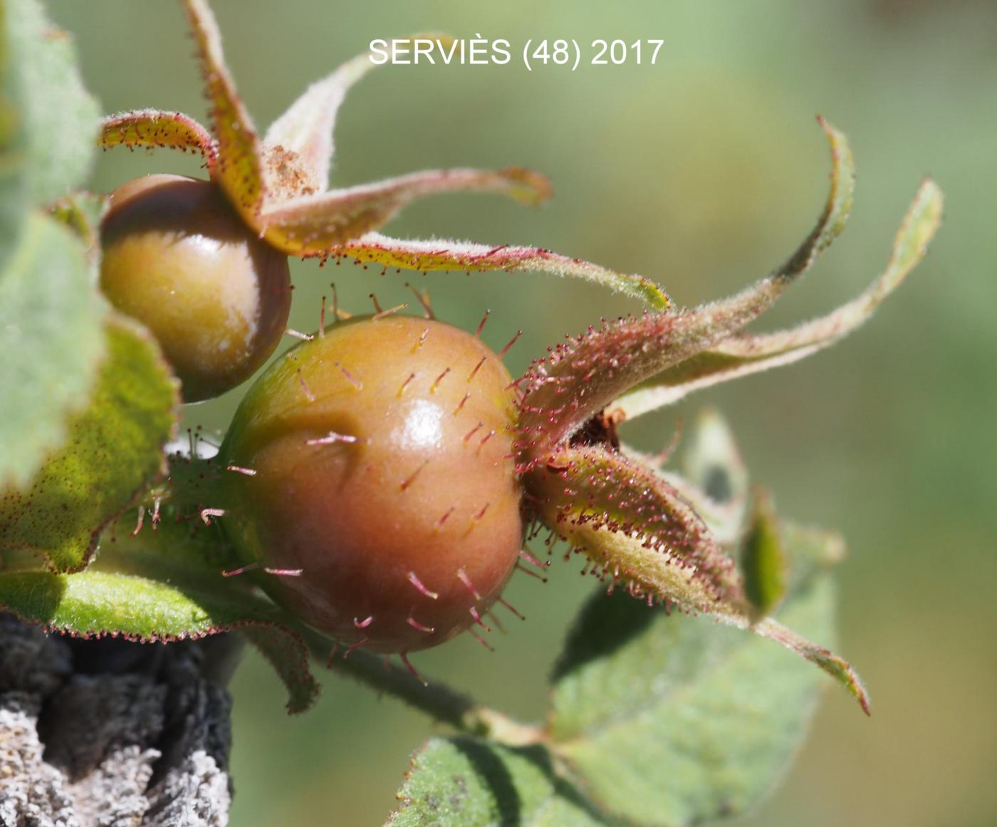 Rose, Downy fruit